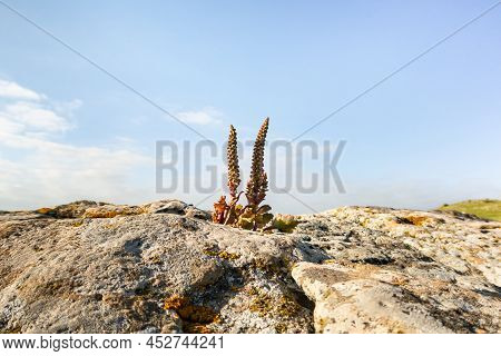 Flowers Grow On Large Stone Boulders In The Golan Heights In Northern Israel