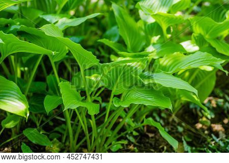 Green Hosta Leavs, Illuminated By The Morning Sun In Private Possession.