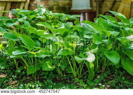 Green Hosta Leavs, Illuminated By The Morning Sun In Private Possession.