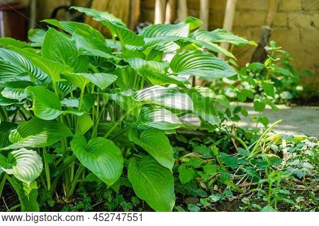 Green Hosta Leavs, Illuminated By The Morning Sun In Private Possession.