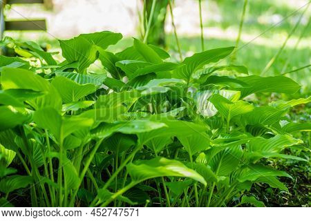 Green Hosta Leavs, Illuminated By The Morning Sun In Private Possession.