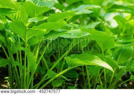 Green Hosta Leavs, Illuminated By The Morning Sun In Private Possession.