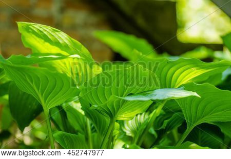 Green Hosta Leavs, Illuminated By The Morning Sun In Private Possession.