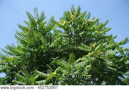 Clear Blue Sky And Crown Of Ailanthus Altissima In July