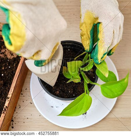 Woman Working In Home Garden, Scindapsus Neon Plant . Transplanting Flowers Into Pots And Replacing 