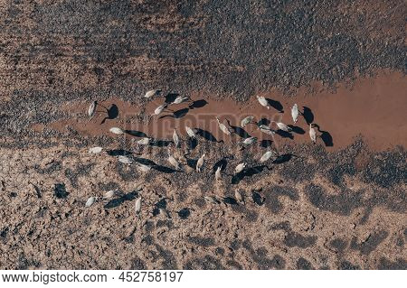 Flock Of Common Crane (grus Grus) Birds Resting Near The Pond During Springtime Migration, Aerial Sh