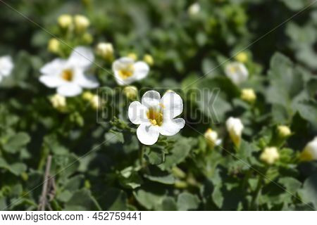 Ornamental Bacopa White Flowers In The Garden