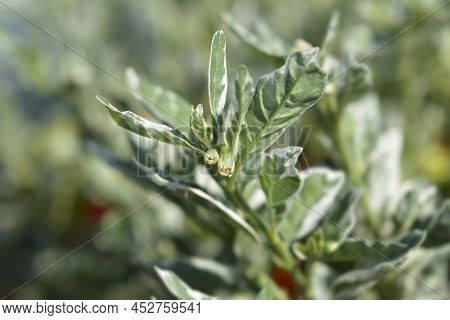 Variegated Jerusalem Cherry Flower Buds In The Garden