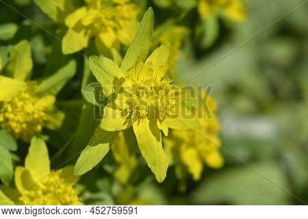 Cushion Spurge Yellow Flowers In The Spring