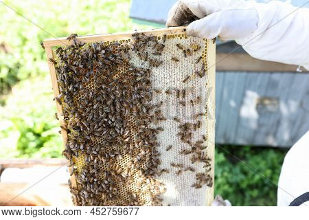 Work Of Beekeeper In A Protective Suit On Afarm. Beekeeper Carefully Inspects Narrow Frame With Hone