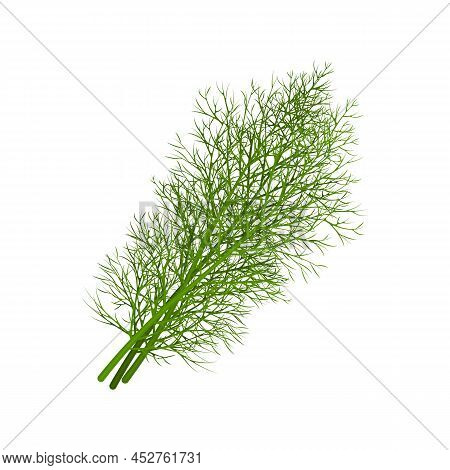 Dill. Image Of Dill Twigs. A Spicy Plant. Dill For Spices. Vector Illustration Isolated On A White B