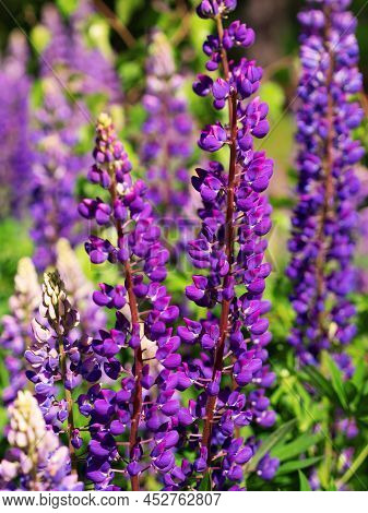 Colorful Blue And Purple Colorful Vibrant Lupine Wildflowers In With Bokeh Blurred Background. Photo