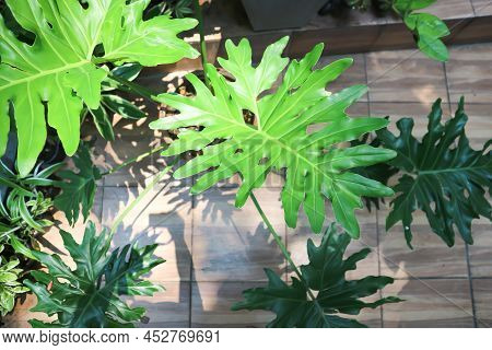 Philodendron Or Philodendron Selloum, Philodendron Bipinnatifidum Plant