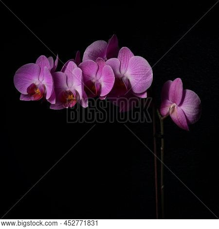 Abstract Pink Phalaenopsis Orchid Flower On Black