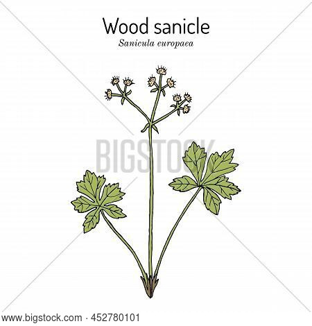 Wood Sanicle Sanicula Europaea , Medicinal Plant. Hand Drawn Botanical Vector Illustration