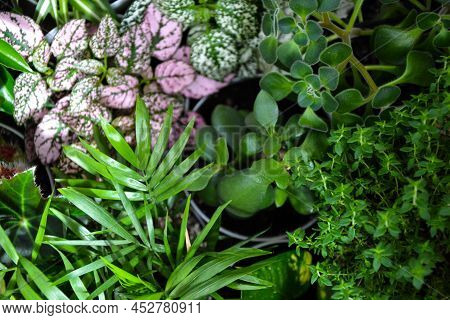 House Plants. Greenery. Home Potted Plant Top View. Epipremnum. Syngonium. Aichryson. Chlorophytum. 