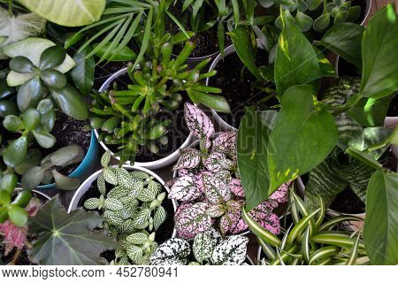 House Plants. Greenery. Home Potted Plant Top View. Epipremnum. Syngonium. Aichryson. Chlorophytum. 