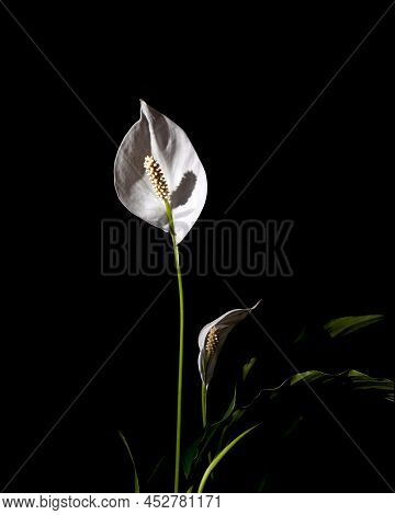 Selectively Illuminated Beautiful White Flower On A Black Background. Spathiphyllum Wallisii, Known 