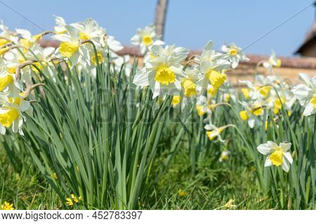 Daffodil (narcissus) Flowers