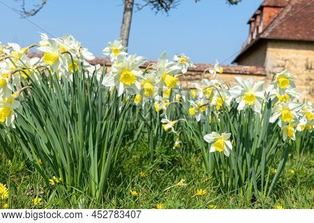 Daffodil (narcissus) Flowers