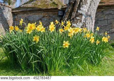 Daffodil (narcissus) Flowers