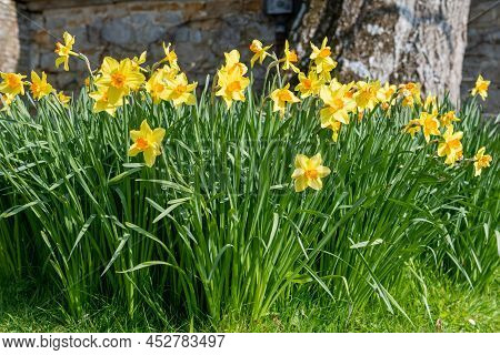 Daffodil (narcissus) Flowers