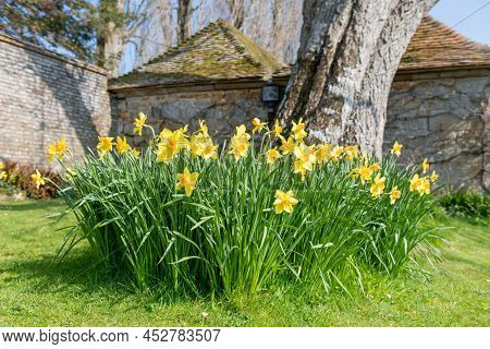 Daffodil (narcissus) Flowers
