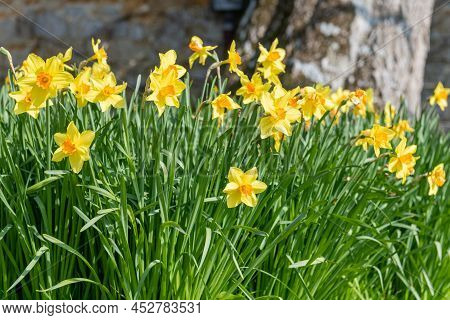 Daffodil (narcissus) Flowers