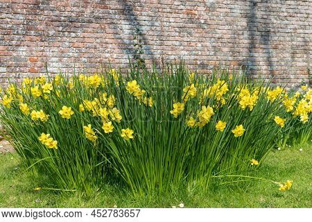 Daffodil (narcissus) Flowers