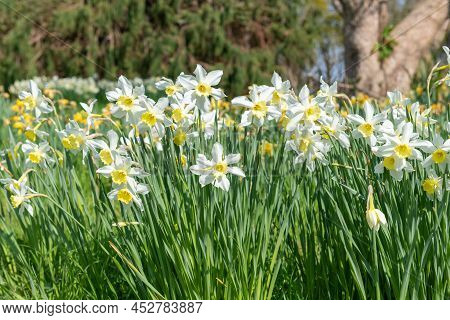 Daffodil (narcissus) Flowers