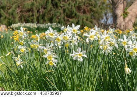 Daffodil (narcissus) Flowers