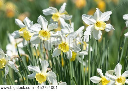 Daffodil (narcissus) Flowers