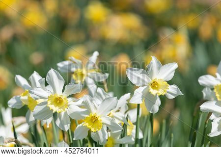 Daffodil (narcissus) Flowers