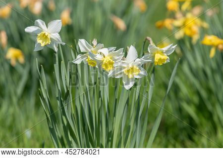 Daffodil (narcissus) Flowers