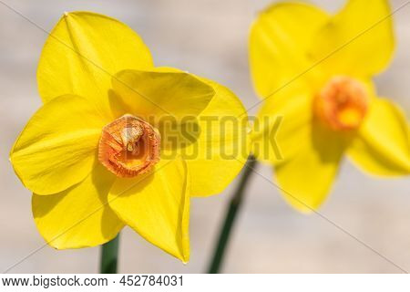 Daffodil (narcissus) Flowers