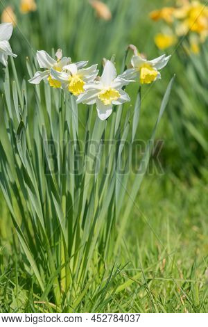 Close Up Of Daffodil (narcissus) Flowers In Bloom