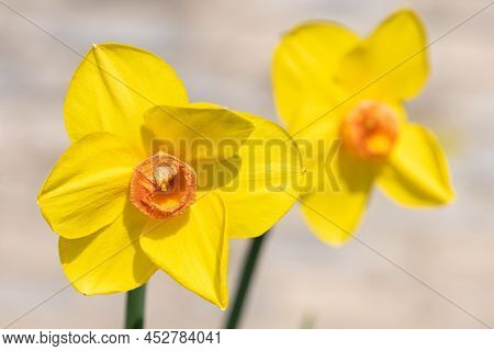 Daffodil (narcissus) Flowers