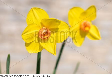 Daffodil (narcissus) Flowers