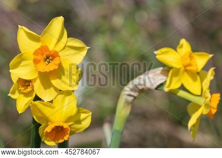 Daffodil (narcissus) Flowers
