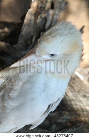 Kookaburra Albino