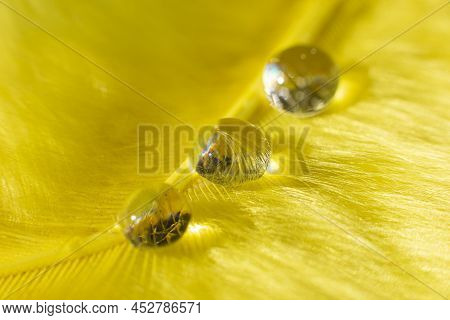 Beautiful Drops Of Water On A Yelliw Fluffy Background.