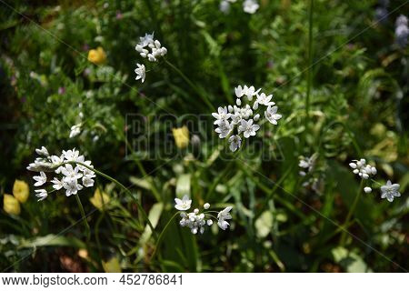 Allium Cowanii (allium Neapolitanum) Flowers. Amaryllidaceae Pennial Bulbouus Plants. The Flowering 