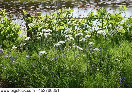 Allium Cowanii (allium Neapolitanum) Flowers. Amaryllidaceae Pennial Bulbouus Plants. The Flowering 
