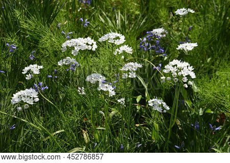 Allium Cowanii (allium Neapolitanum) Flowers. Amaryllidaceae Pennial Bulbouus Plants. The Flowering 