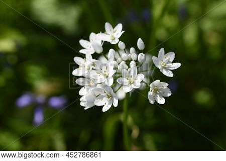 Allium Cowanii (allium Neapolitanum) Flowers. Amaryllidaceae Pennial Bulbouus Plants. The Flowering 