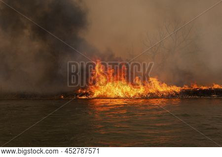 Burning Dry Grass And Reed On Coastline. Fire Mercilessly Destroys Flora And Fauna. Fire On Banks Of