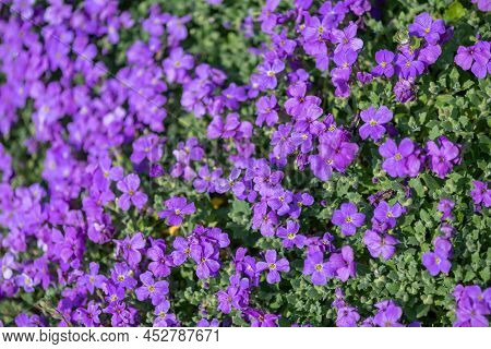 Close Up Of Lilacbush (aubrieta Deltoidea) Flowers In Bloom