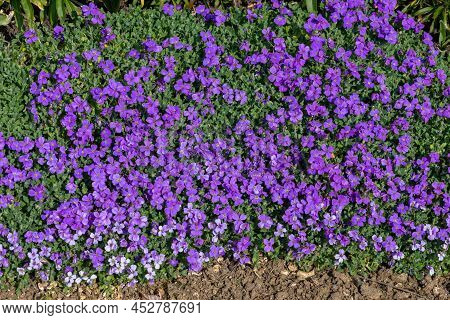 Lilacbush (aubrieta Deltoidea) Flowers