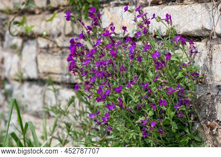 Lilacbush (aubrieta Deltoidea) Flowers Growing On A Wall