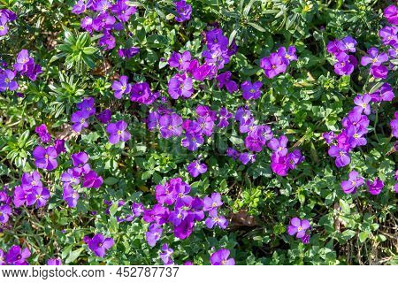 Lilacbush (aubrieta Deltoidea) Flowers